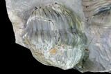 Translucent Struveaspis Trilobite - Jorf, Morocco #171558-4